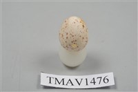 藏品(白頰山雀卵)的圖片